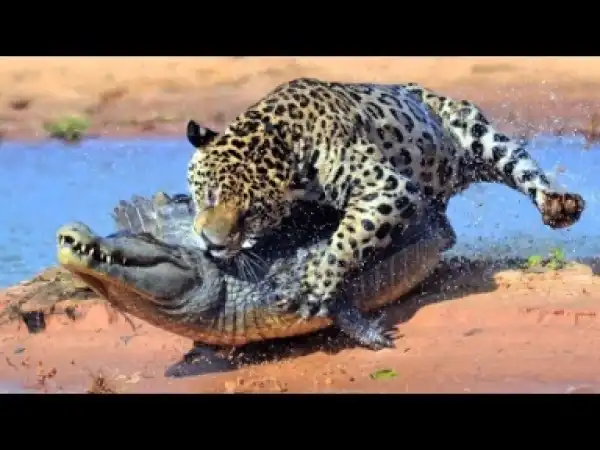 Video: ANIMAL ATTACKS - Most Spectacular Animals Hunting Compilation including Lions Mongoose Jaguar